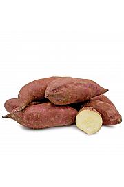 Sladki krompir Ipomoea batatas ''Murasaki'' Ø10,5
