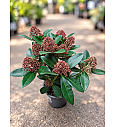 Skimmia japonica Rubella Ø 13