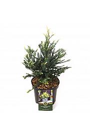 Sequoia sempervirens Adpressa C2,5 Lit. 20-25 cm