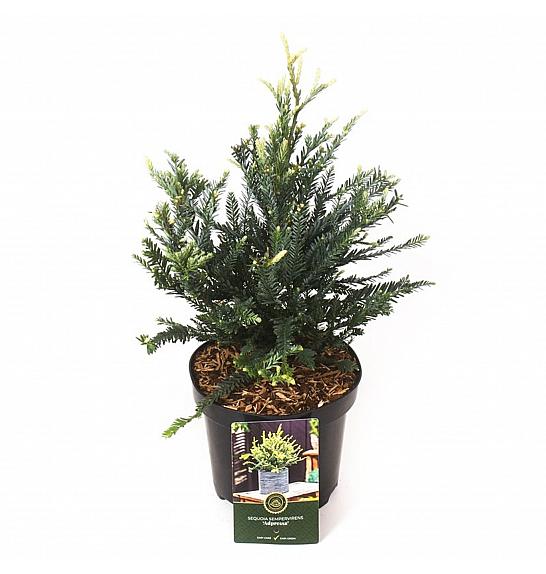 Sequoia sempervirens Adpressa C2,5 Lit. 20-25 cm