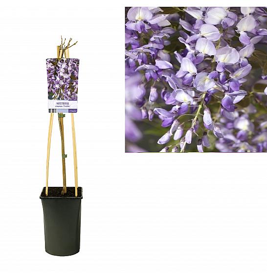 STARRE Wisteria sinensis Prolific