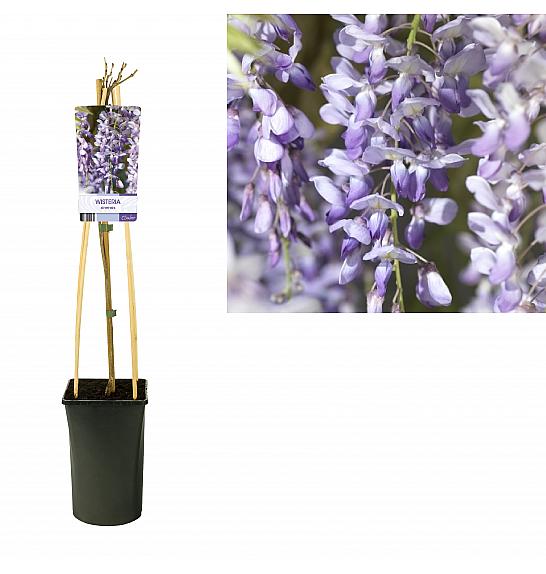 Wisteria sinensis C2,5 Lit. 40-60 cm