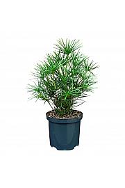 Sciadopitys verticillata C2,5 Lit. 30-40 cm