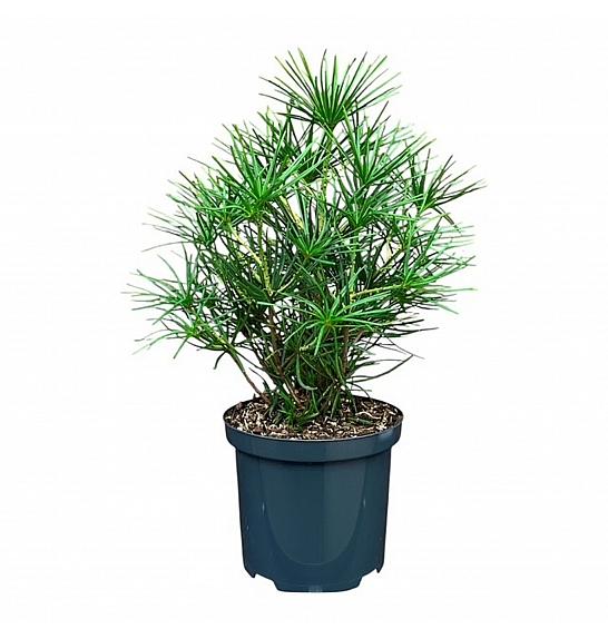 Sciadopitys verticillata C2,5 Lit. 30-40 cm
