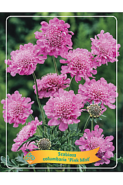 Scabiosa columbaria Pink Mist Ø11