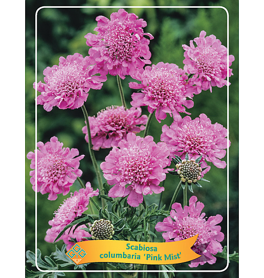 Scabiosa columbaria Pink Mist Ø11
