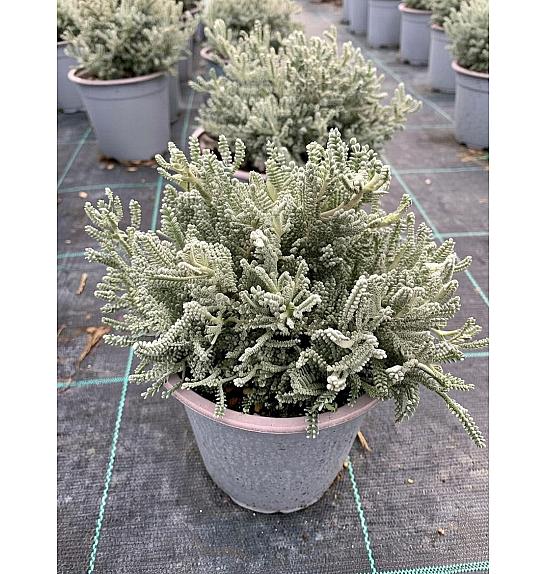 Santolina chamaecyparissus Ø14