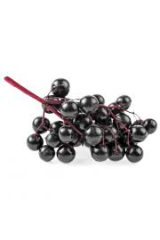 Sambucus nigra Haschberg C2 Lit. 40-60 cm
