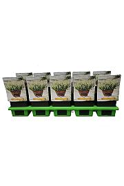 Salvia Synchro White Ø11