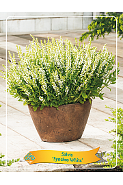Salvia Synchro White Ø11
