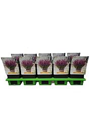 Salvia Synchro Pink Ø11
