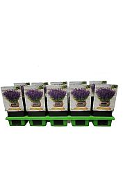 Salvia Synchro Blue Ø11