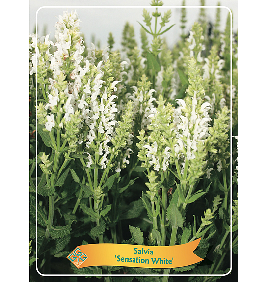 Salvia Sensation White Ø11