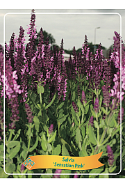 Salvia Sensation Pink Ø11