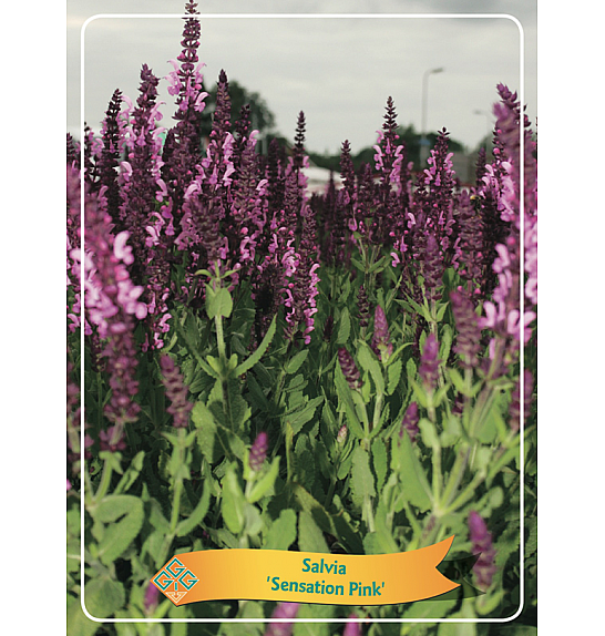 Salvia Sensation Pink Ø11