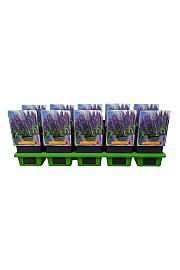 Salvia Sensation Deepblue Ø11