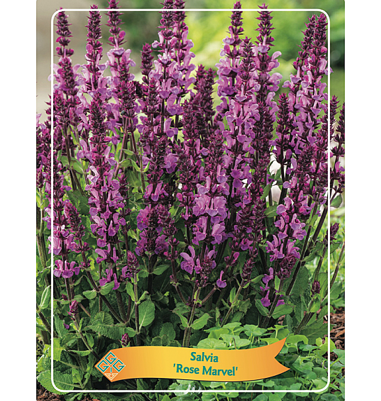 Salvia Rose Marvel Ø11