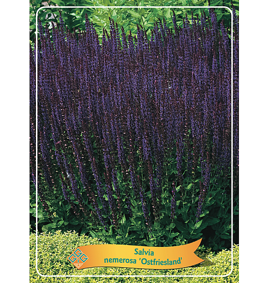 Salvia Nemerosa Ostfriesland Ø11