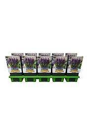 Salvia nem. Blue Bouguetta® Ø11