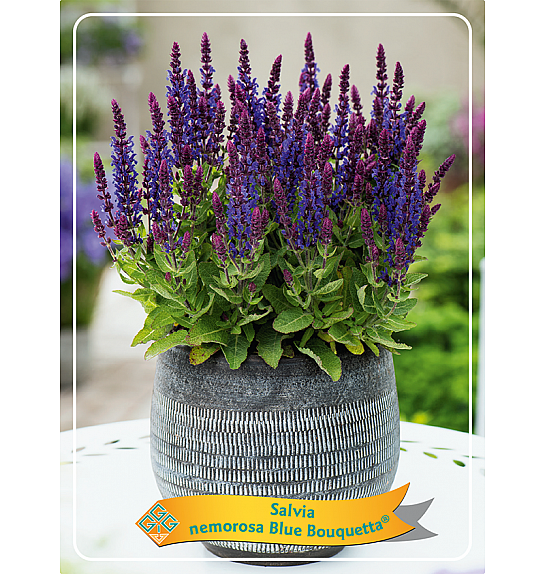 Salvia nem. Blue Bouguetta® Ø11