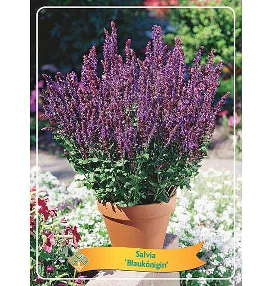 Salvia Blaukönigin Ø11