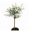 Salix integra Hakuro Nishiki C3 Lit. 60-80 cm Na steblu 60 cm