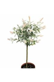 Salix integra Hakuro Nishiki C3 Lit. 60-80 cm Na steblu 60 cm