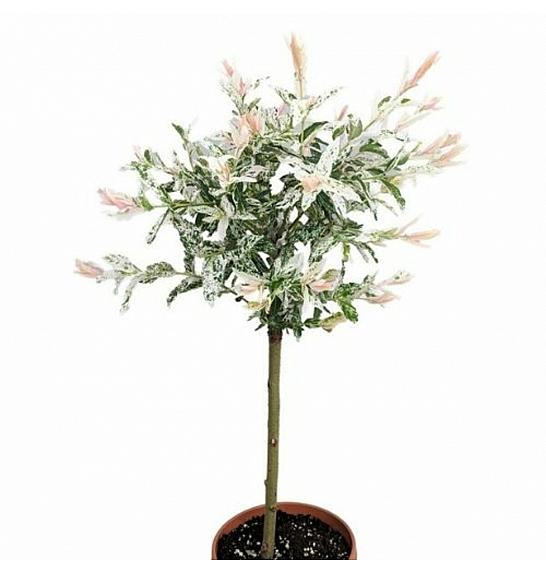 Salix integra Hakuro Nishiki C3 Lit. 60-80 cm Na steblu 60 cm