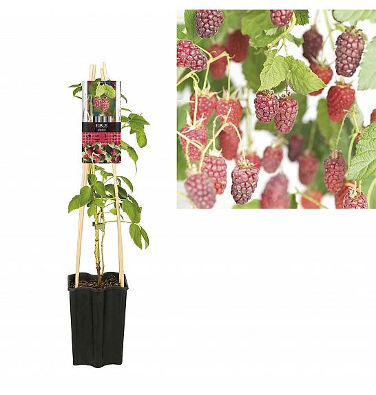 Rubus Tayberry C1,5 Lit. 30-40 cm