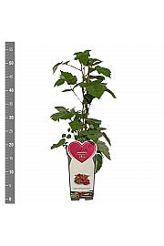 Rubus phoeniocolasius C2 Lit. 30-40 cm