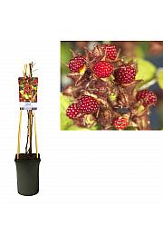 Rubus phoenicolasius C2,5 Lit. 40-60 cm