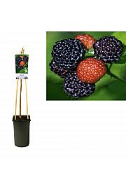 Rubus occidentalis Black Jewel C2,5 Lit. 40-60 cm