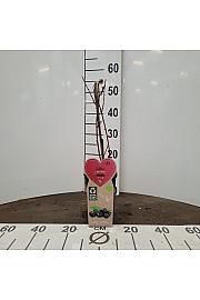 Rubus occidentalis Black Jewel C2 Lit. 30-40 cm BIO