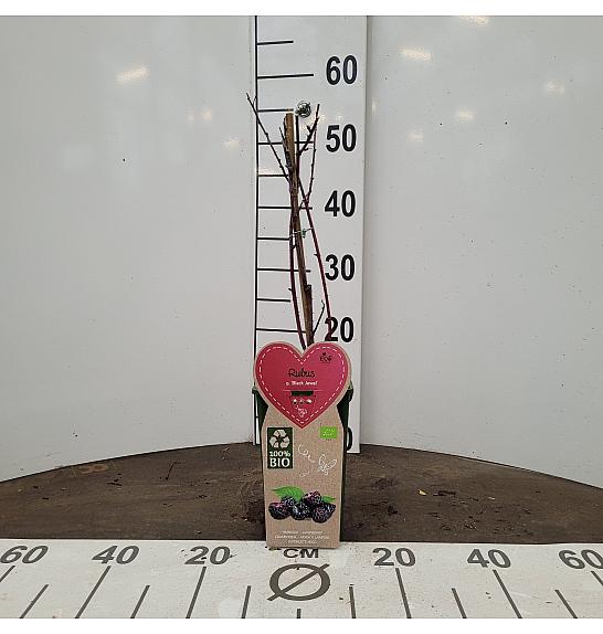 Rubus occidentalis Black Jewel C2 Lit. 30-40 cm BIO