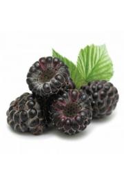 Rubus occidentalis Black Jewel C2 Lit. 40-60 cm