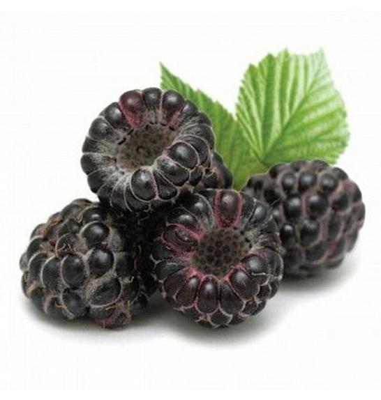 VE-BO FRUIT Rubus idaeus   Black Jewel