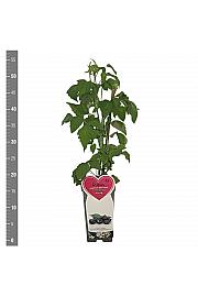Rubus occidentalis Black Jewel C2 Lit. 30-40 cm