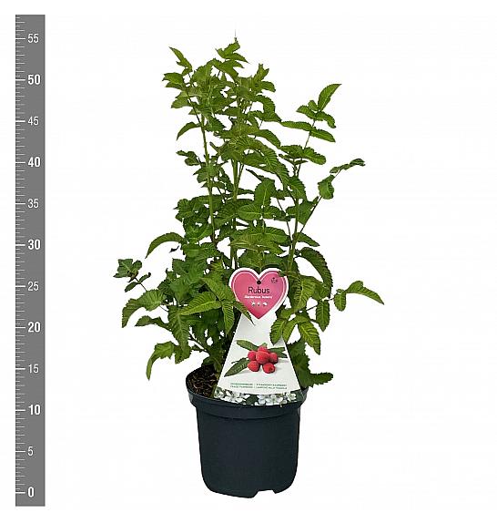 Rubus illecebrosus Asterix C3 Lit. 30-40 cm