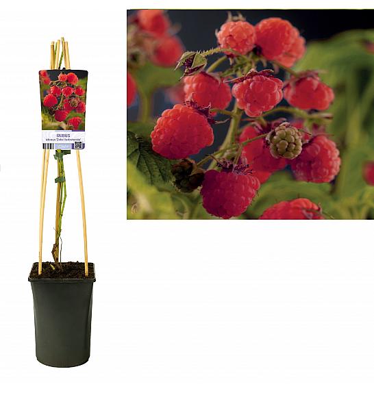 Rubus idaeus Zefa Herbsternte C2,5 Lit. 40-60 cm