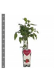 Rubus idaeus Zefa C2 Lit. 30-40 cm
