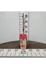 Rubus idaeus Willamette C2 Lit. 30-40 cm BIO