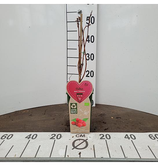 Rubus idaeus Willamette C2 Lit. 30-40 cm BIO
