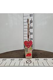 Rubus idaeus Tulameen C2 Lit. 30-40 cm BIO