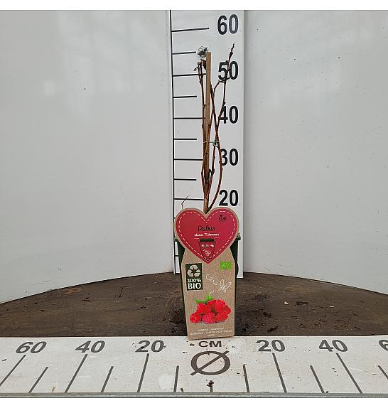 Rubus idaeus Tulameen C2 Lit. 30-40 cm BIO