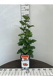 Rubus idaeus Rasperry Tower® C5 Lit. 40-60 cm