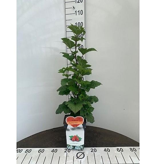 Rubus idaeus Rasperry Tower® C5 Lit. 40-60 cm