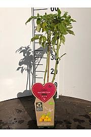 Rubus idaeus Golden Everest C2 Lit. 30-40 cm BIO