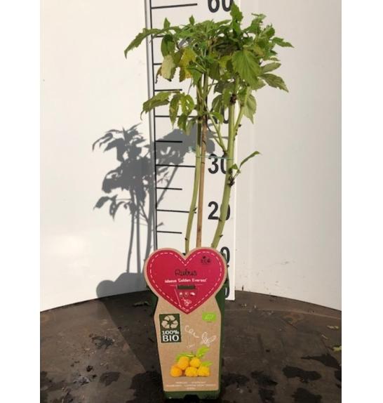 Rubus idaeus Golden Everest C2 Lit. 40-60 cm BIO