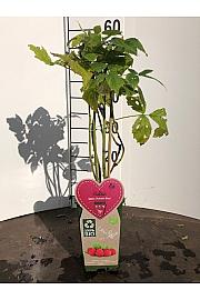 Rubus idaeus Autumn Bliss C2 Lit. 30-40 cm BIO