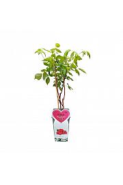 Rubus idaeus Aroma Queen C2 Lit. 30-40 cm